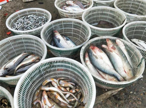 美味|被称为“开春第一鲜”的海鱼，年夜饭餐桌来一条，便宜美味寓意好