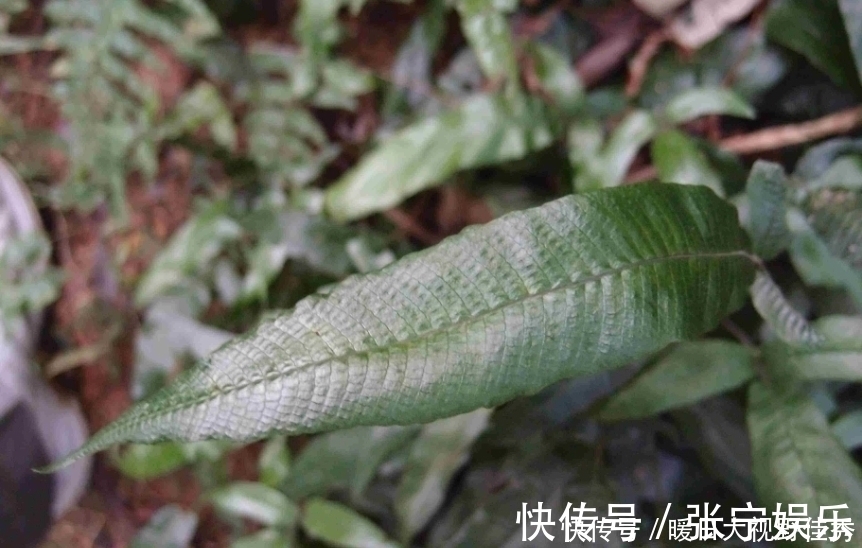 植物|在井边的野草，看到就是“福气”，如今数量稀少，越来越珍贵