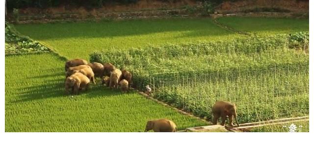 開幕式|COP15大會開幕式播映短片《“象”往云南》