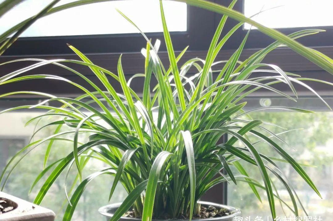 养兰花最怕什么?兰友只知其一却不知其二,怪不得养几年不开花