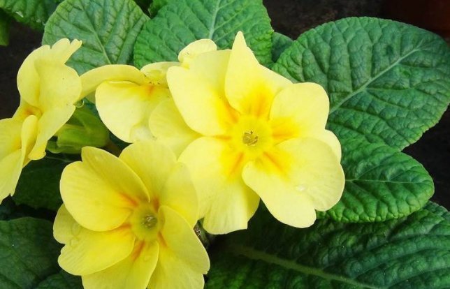 喜欢养花,就养这5种花,不仅花香浓郁,“颜值”特别高