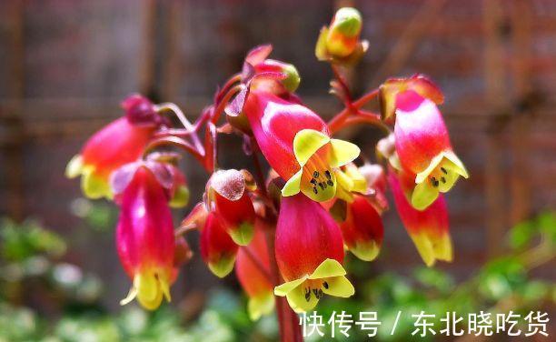 农历9月25日霜降后,养什么花?以下3种花,健康长寿大吉大利