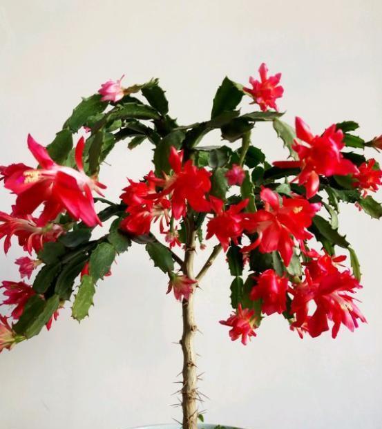 嫁接的蟹爪兰这么养,一盆能养一辈子,年年开成“大花树”