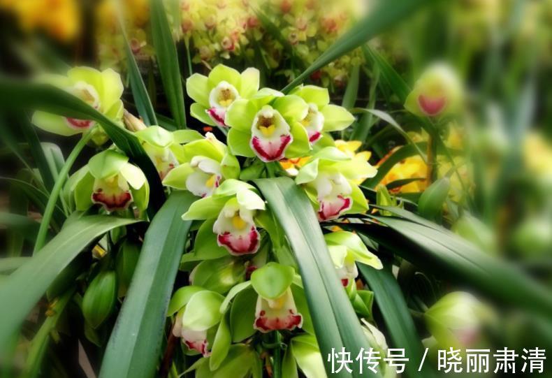 想要养好惠兰?关键要做好3件事,长新芽冒花苞,喜欢兰花快看看