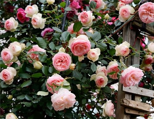  不用担心|养月季，冬天“巧修剪”，来年开花翻3倍