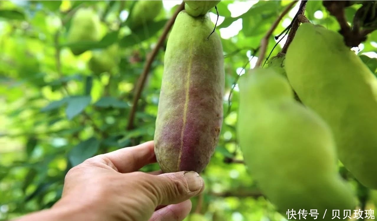 农村|“野味”很多人都见过，9月份成熟，但吃过的不超过一成