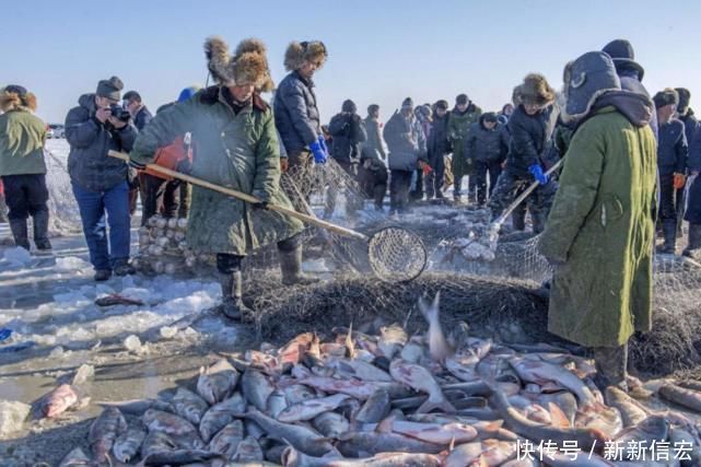 查干湖每年都冬捕，但湖里的鱼却越捞越多，当地老大娘说出实话