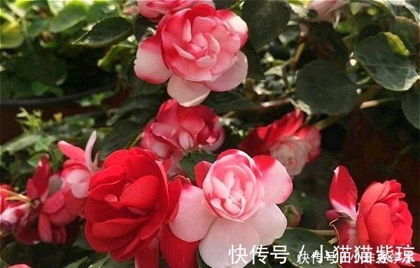 茶花|四季开花的花，我建议你养这1种，开花多多，比玫瑰和茶花都漂亮！