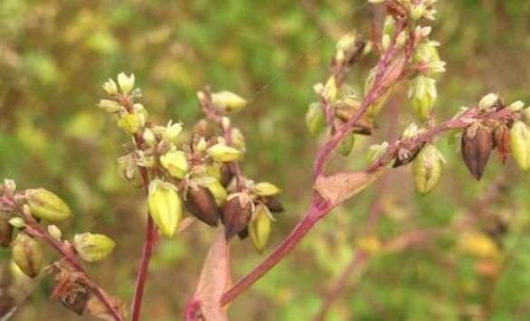 高血糖|它被称为天然的“胰岛素”，在水里撒一把，血糖慢慢降下来
