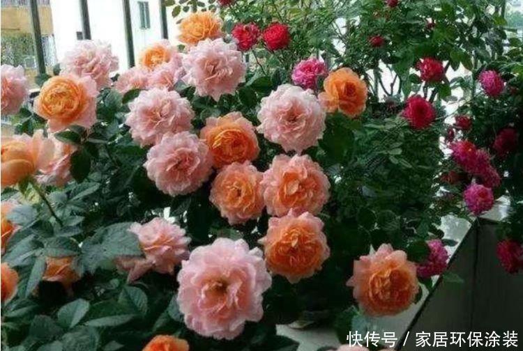 4种花好养又漂亮,全年都开花,养在阳台特合适,阳台变成百花园