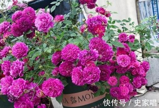 月季修剪后发芽不整齐,常见的3个原因和解决办法