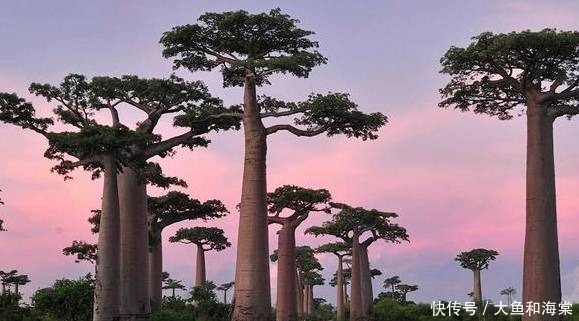 世界十大奇异植物!太妙了!