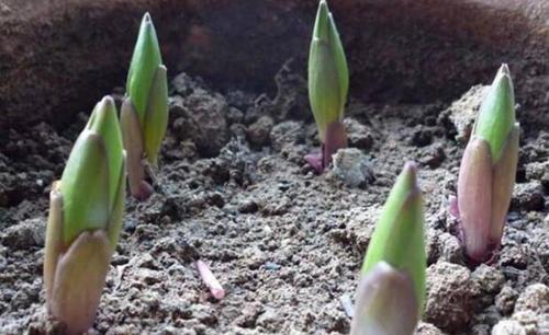 春天种百合,2个月就开花,土里埋一次。来年一大窝,满是百合花