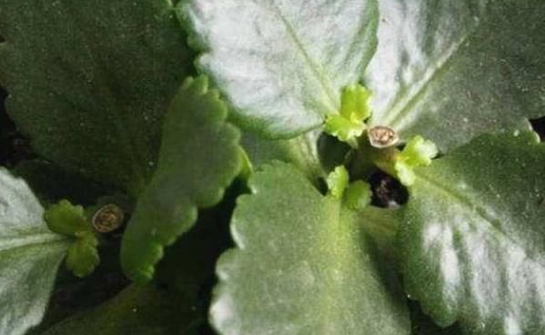 太晚|家中有这两种花的注意,之前没剪的现在可以果断剪,不然就太晚