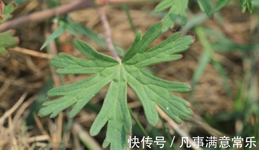 风湿|这野草全身通红,农民见了就拔,殊不知价值珍贵,能治老风湿