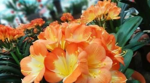 还在花钱买花肥？教你自制有机肥，不花一分钱养啥花都旺！