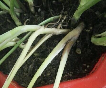  盆栽植物|花卉盆栽买回来，一定注意此几个细节