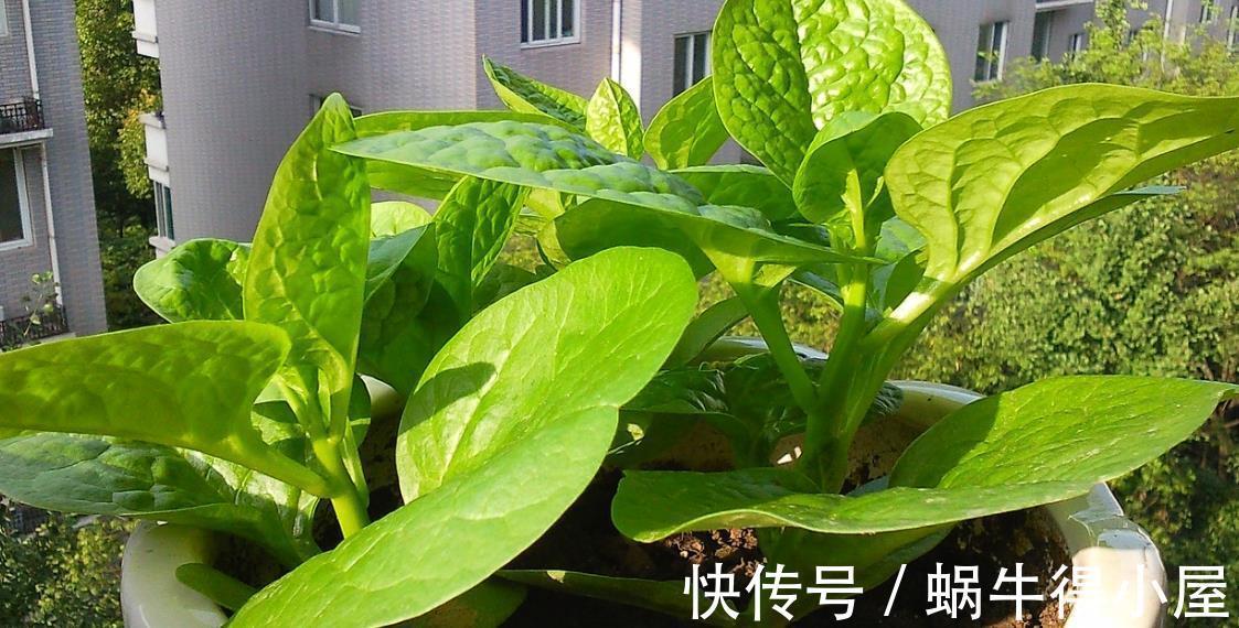 阳台上|蔬菜在阳台上长得好必须满足三个条件,你需要清楚