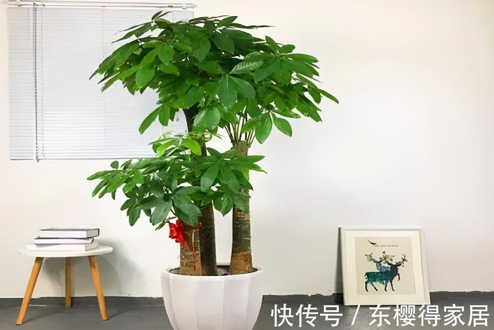 花卉|天热后，家里这些花要搬到阴凉处，否则黄叶烂根只剩个空盆