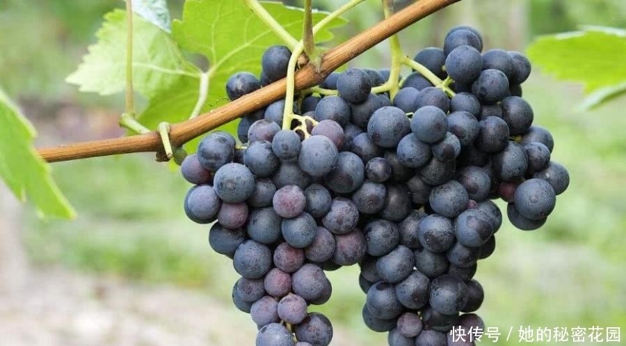 水果|每天吃這4種水果對肝臟好,早上按摩這個地方可以養肝