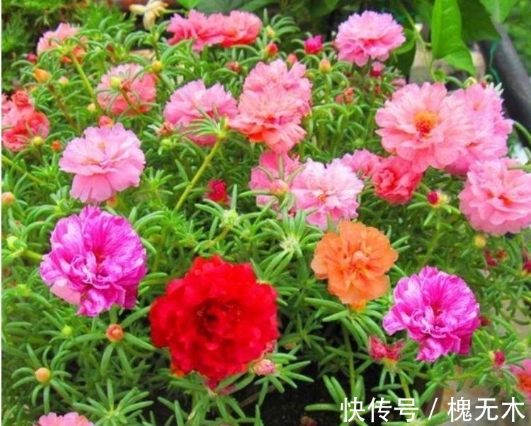 生命力超顽强的几款花卉,沾土就活,开花就是好兆头