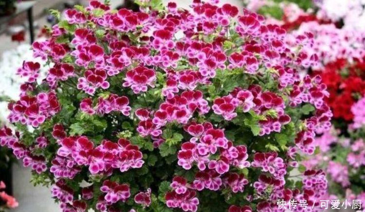 被称为“开花劳模”的4种花，一开就是300多天，漂亮花期长