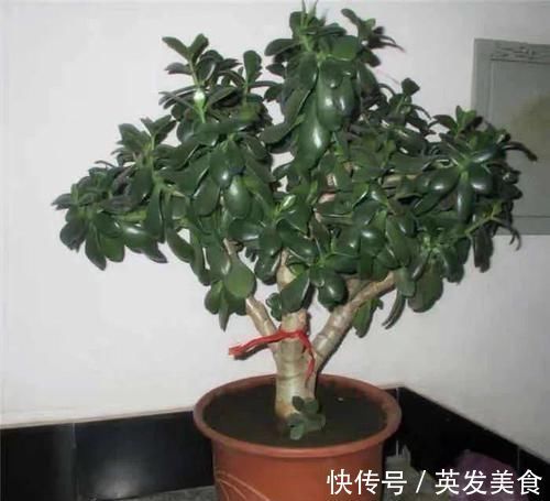 浇水|最适合懒人养的5种花,省心又好养,偶尔浇浇水就可以活