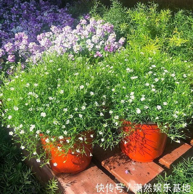 阳台养盆“娇气花”，一盆开花1000朵，枝体最娇弱，开花却最多