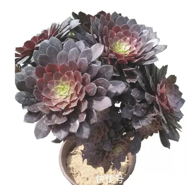 早春养黑法师，4个要点做1做，养成漂亮紫莲花