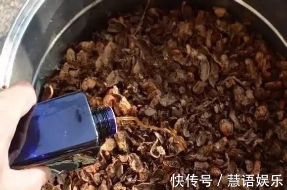 这2种“肥”长寿花最喜欢!盆里放一点,叶片肉嘟嘟,开花爱爆盆