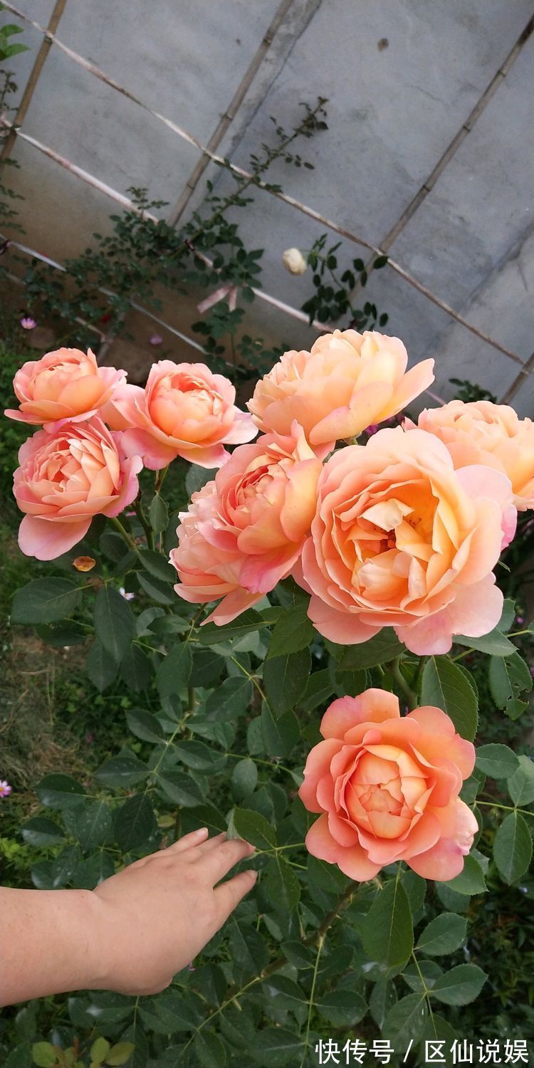 藤本花卉选“夏洛特夫人”,全年开花,花量丰富,阳台变花园