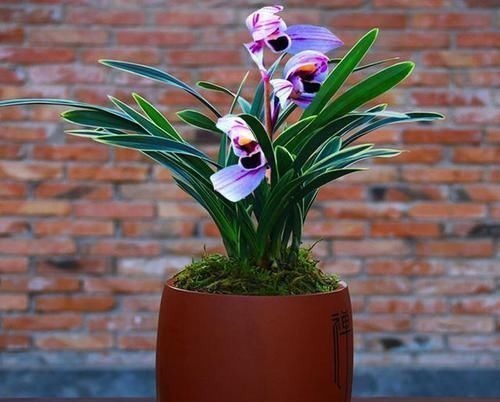 此兰花曾经价格不菲,现在几块钱就能买一盆,花色罕见,值得入手