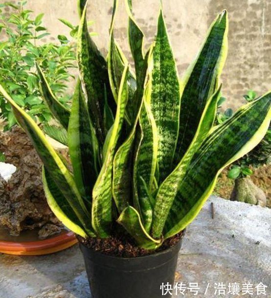 养花|这3种“植物”,一个月不浇水,反而蹭蹭长,最适合懒人养花