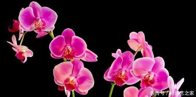 绿色植物|过年买的蝴蝶兰,不要轻易就扔掉,懂花的人都去楼下捡