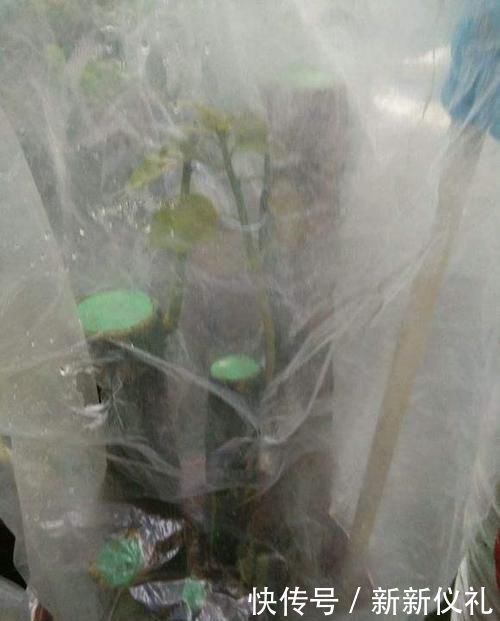 三角梅扦插总不活？吹口仙气，成活率翻倍，20天冒新芽