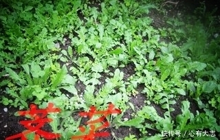 “三月三,煮雞蛋” ——春來薺美勿忘歸!