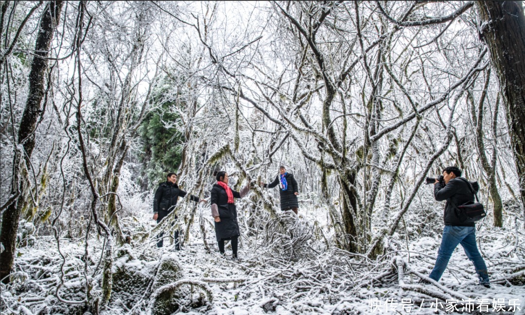 重庆主城|下雪了！雪玉山今冬第一场雪已“到货”，美景刷爆朋友圈！