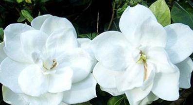 补水|栀子花还没开花花苞就掉了,到底要怎么养才会爆盆