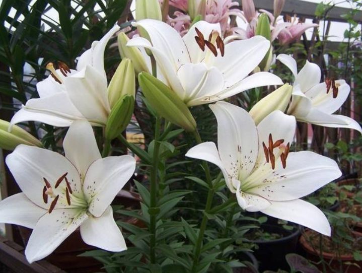 阳台种几盆香香花,清晨开窗香气溢满屋,芬芳香气好看又好养,美