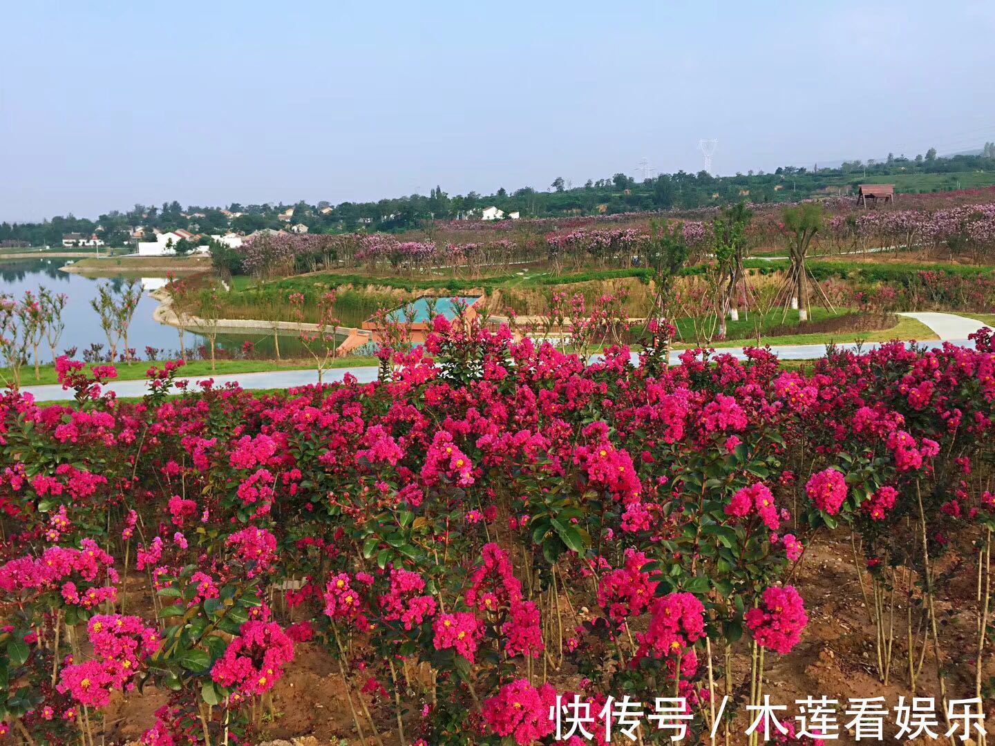枝条|紫薇盆景什么时候修剪好对的时间修剪对的枝条，枝壮叶茂开花美