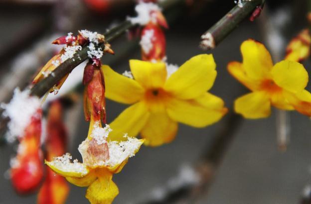 11种花一定不要再修剪，剪了影响开花，别大意