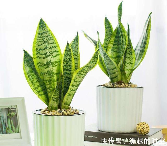 技巧|都误以为这6种绿植不开花,殊不知开花给人惊喜感,养护有技巧