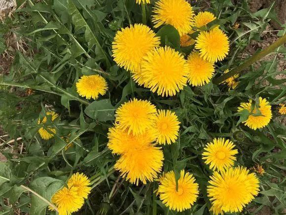 33种花，33首歌，太美了！