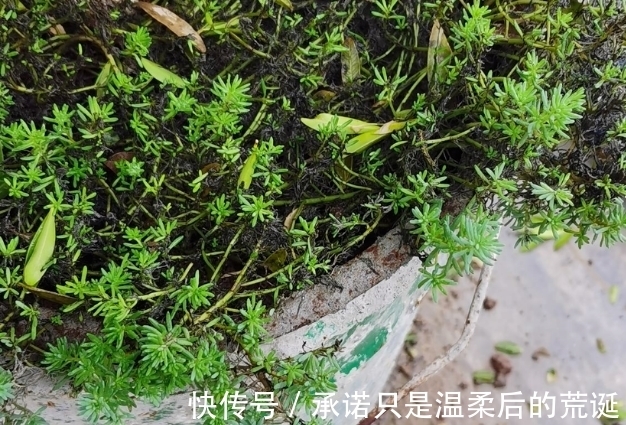 薄雪万年草|一款常被误认为“杂草”的多肉,薄雪万年草,总在野外成片长