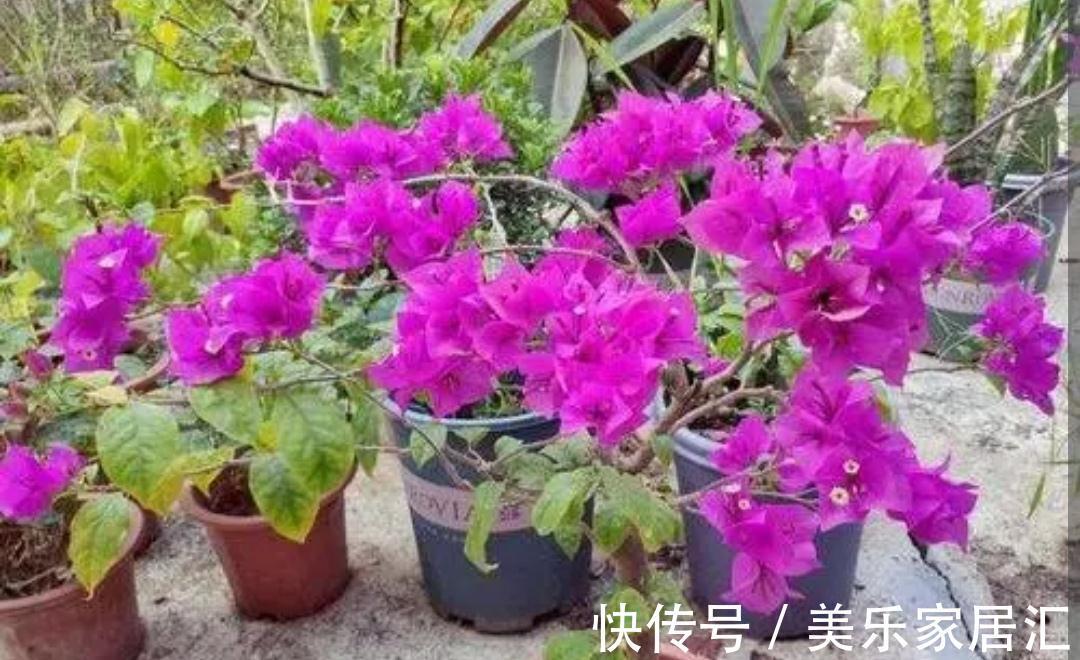 花友|三角梅冬天有“3怕2不喜”，别做错了，不然难越冬