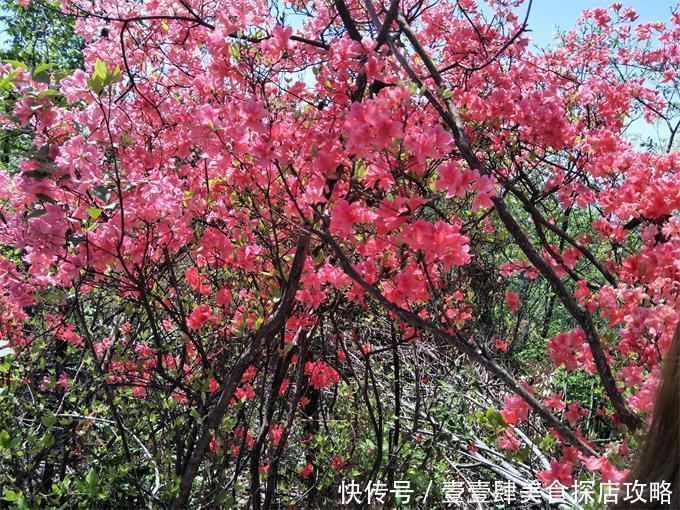 广德|皖南川藏线广德水上人家山舍民宿赏杜鹃，放眼整个山脊的映山红！