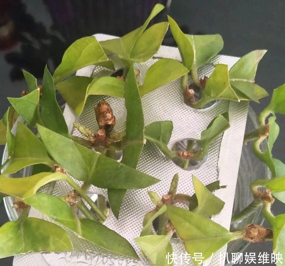 扦插|多肉扦插不用土,胶囊板一套,3天就能冒白根!