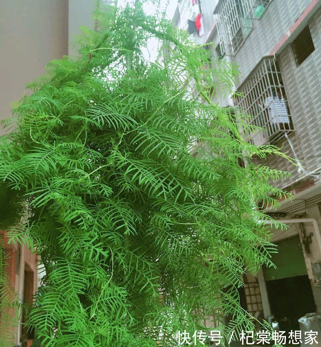 从来不管就能泛滥成灾的一年生植物，随便养就能爬满墙，开花还美