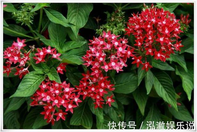 花卉|这“花”漂亮,1花有2色,寓意“吉祥安宁”,一年能看花270天