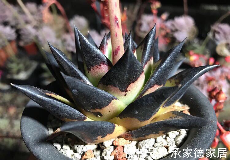 施肥|养多肉植物乌木，掌握住3点，盆栽长势越来越猛，叶肥色艳